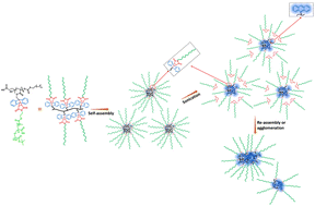 Graphical abstract: Mechanochemical reactions within graft copolymeric assemblies: ultrasound-induced multimechanophore activation, arm chain scission, and aggregation morphology/size changes