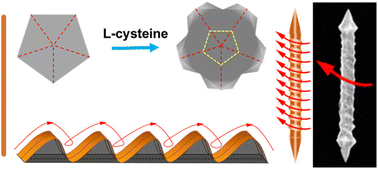 Graphical abstract: Understanding the evolution of tunable spiral threads in homochiral Au nano-screws