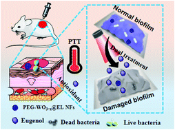 Graphical abstract: A one-pot synthesis of PEGylated plasmonic WO3−x@Eugenol nanoflowers with NIR-controllable antioxidant activities for synergetically combating bacterial biofilm infection