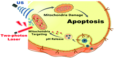 Graphical abstract: A mitochondria-localized iridium(iii)–chlorin E6 conjugate for synergistic sonodynamic and two-photon photodynamic therapy against melanoma