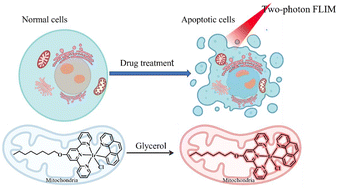 Graphical abstract: Revealing the dynamics of a mitochondrial microenvironment during apoptosis under two-photon fluorescence lifetime microscopy using a cyclic iridium(iii) complex