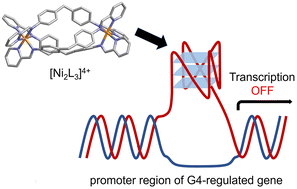 Graphical abstract: Dinuclear nickel(ii) supramolecular helicates down-regulate gene expression in human cells by stabilizing DNA G-quadruplexes formed in the promoter regions