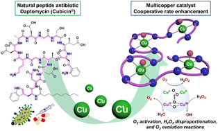 Graphical abstract: Repurposing a peptide antibiotic as a catalyst: a multicopper–daptomycin complex as a cooperative O–O bond formation and activation catalyst