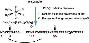 Graphical abstract: Pt(iv) complex selectively oxidizes alpha-synuclein methionine as disclosed by NMR