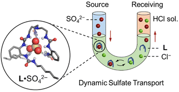 Graphical abstract: Recognition-guided sulfate extraction and transport using tripodal hexaurea receptors