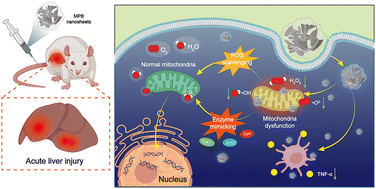 Graphical abstract: A molybdenum-based nanoplatform with multienzyme mimicking capacities for oxidative stress-induced acute liver injury treatment