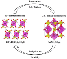 Graphical abstract: Cd(NH2SO3)2·xH2O (x = 0, 2): new sulfamates with a unique coordination environment and reversible phase transitions