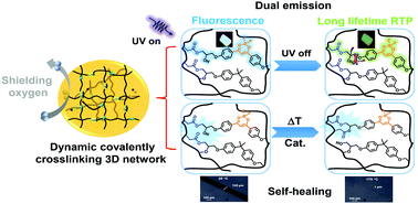 Graphical abstract: Achieving long lifetime of room-temperature phosphorescence via constructing vitrimer networks