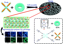 Graphical abstract: A new cucurbit[10]uril-based AIE fluorescent supramolecular polymer for cellular imaging