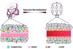 Graphical abstract: A nano-catalyst promoting endogenous NO production to enhance chemotherapy efficacy by vascular normalization