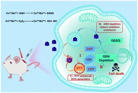 Graphical abstract: Synthesis of CoSnS2 hollow nanocubes with NIR-enhanced chemodynamic therapy and glutathione depletion for combined cancer therapy