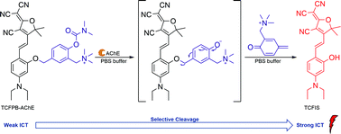 Graphical abstract: A responsive AIE-active fluorescent probe for visualization of acetylcholinesterase activity in vitro and in vivo