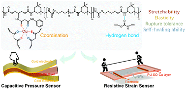 Graphical abstract: A robust and self-healing elastomer achieved by a thio-β-diketone-Cu(ii) coordination and H-bonding dual crosslinked system