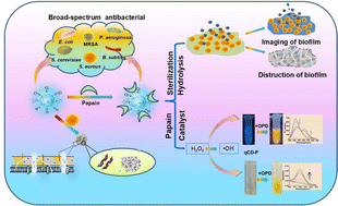Graphical abstract: A novel quaternized carbon dot–papain complex for the double-target anti-biofilm activity and visualization-ratio fluorescence dual-mode detection of H2O2
