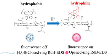 Graphical abstract: pH-Responsive nanoprobes for tumour fluorescence imaging based on spirolactam rhodamine
