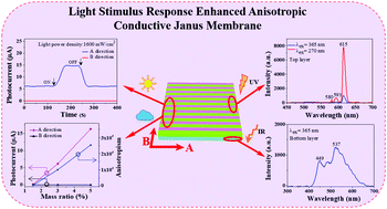 Graphical abstract: Electrospun light stimulus response-enhanced anisotropic conductive Janus membrane with up/down-conversion luminescence