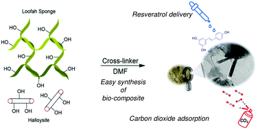 Graphical abstract: A sustainable porous composite material based on loofah-halloysite for gas adsorption and drug delivery