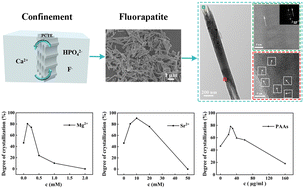 Graphical abstract: Biomimetic formation of fluorapatite nanorods in confinement and the opposite effects of additives on the crystallization kinetics