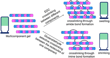 Graphical abstract: Macroscopic volume phase transitions in supramolecular gels directed by covalent crosslinking