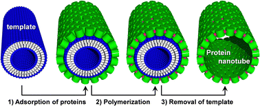 Graphical abstract: A supramolecular nanotube used as a water-degradable template for the production of protein nanotubes with high thermal/chemical stabilities