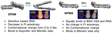 Graphical abstract: “Turn-On” monopodal and dipodal nanoprobes for serum albumins – a case of shift in selectivity towards BSA and a Z- to U-like conformational change