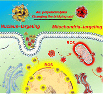 Graphical abstract: Backbone flexibility/amphiphilicity modulation of AIE active polyelectrolytes for mitochondria- and nucleus-targeted synergistic photodynamic therapy of cancer cells