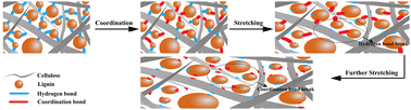 Graphical abstract: Bio-inspired, UV-blocking, water-stable and antioxidant lignin/cellulose films combining high strength, toughness and flexibility