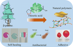 Graphical abstract: A natural polymer with desirable self-healing and recyclable, antibacterial, and adhesive properties based on turpentine monomer