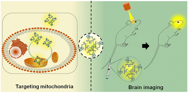 Graphical abstract: Ligand engineering of luminescent AuAg nanoclusters for targeted mitochondrial and brain imaging