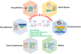 Graphical abstract: Self-healing polymer design from dynamic B–O bonds to their emerging applications