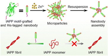 Graphical abstract: Metal-mediated nanobody assemblies as potent alleviators of human islet amyloid polypeptide aggregation