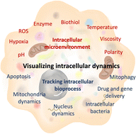 Graphical abstract: Visualizing intracellular dynamics with AIE probes