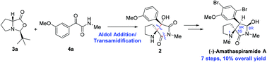 Graphical abstract: Total synthesis of (−)-amathaspiramide A via a one-pot aldol addition/transamidification reaction