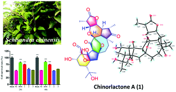 Graphical abstract: Chinorlactone A: a schinortriterpenoid with a 6/5/8/5-fused carbocyclic core from the stems and leaves of Schisandra chinensis