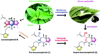 Graphical abstract: A monocarbocyclic sesterterpenoid biosynthetic precursor of leucosceptroids from Leucosceptrum canum and its metabolic isomerization by a specialist insect