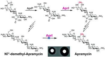 Graphical abstract: N-7′ methylation in apramycin: its biosynthesis and biological role