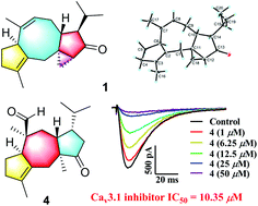 Graphical abstract: Hypoestins A–D: highly modified fusicoccane diterpenoids with promising Cav3.1 calcium channel inhibitory activity from Hypoestes purpurea