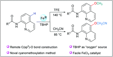 Graphical abstract: FeIII/TBHP mediated remote C–O bond construction of 8-aminoquinolines: access to methoxylation and cyanomethoxylation