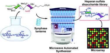 Graphical abstract: Automated solid phase assisted synthesis of a heparan sulfate disaccharide library