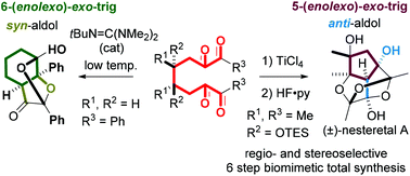 Graphical abstract: Cascade cyclization of 1,2,7,8-tetraones and total synthesis of (±)-nesteretal A