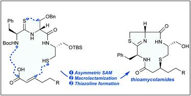 Graphical abstract: Total synthesis of thioamycolamide A using diastereoselective sulfa-Michael addition as the key step