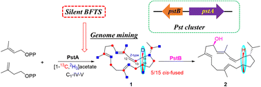 Graphical abstract: Genome mining reveals a new cyclopentane-forming sesterterpene synthase with unprecedented stereo-control