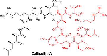 Graphical abstract: Synthesis of the cyclic heptapeptide core of callipeltin A