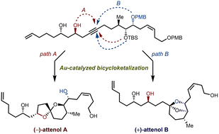 Graphical abstract: Gold-catalyzed alkyne-diol bicycloketalization enables enantioselective divergent total syntheses of attenols