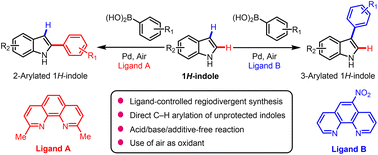 Graphical abstract: Ligand-controlled regiodivergent direct arylation of indoles via oxidative boron Heck reaction