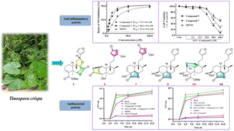 Graphical abstract: Clerodane diterpenoids with anti-inflammatory and synergistic antibacterial activities from Tinospora crispa