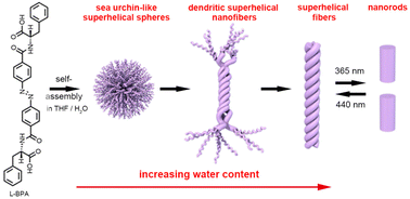 Graphical abstract: Three-level hierarchical self-assembly of azobenzene conjugated phenylalanines into superhelical nanostructures with light-switchable helicity