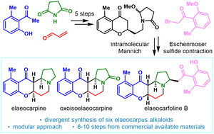 Graphical abstract: A modular and divergent approach for the total synthesis of Elaeocarpus alkaloids