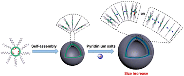 Graphical abstract: Supramolecular vesicle engineering by regulating the assembly of shape-persistent aromatic-hydrazone macrocycles