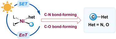 Graphical abstract: Exploring visible light for carbon–nitrogen and carbon–oxygen bond formation via nickel catalysis